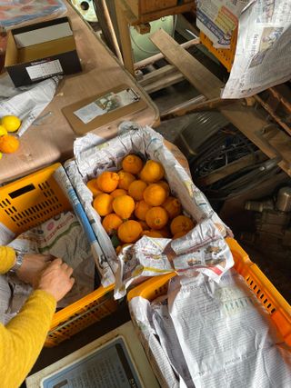 열매가주렁주렁님의 귤 · 일상 작성글 사진