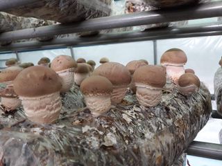 이학봉님의 버섯 · 일상 작성글 사진