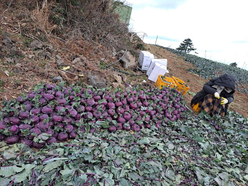 장터 상품 [1월말까지 할인합니다. 콜라비 10kg] 썸네일