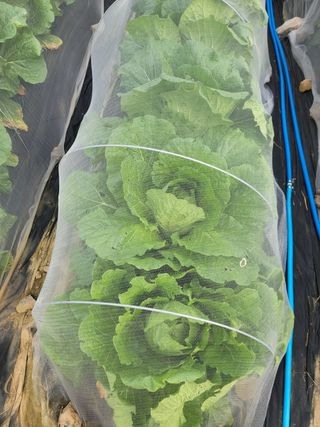 이정록님의 배추 · 일상 작성글 사진