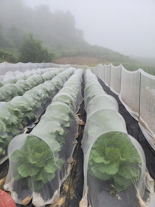 이정록님의 배추 · 일상 작성글 사진
