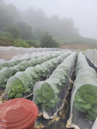 이정록님의 배추 · 일상 작성글 사진