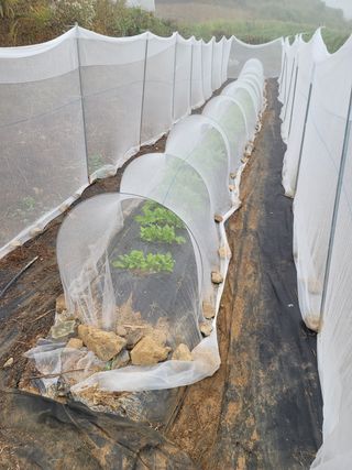 이정록님의 배추 · 일상 작성글 사진