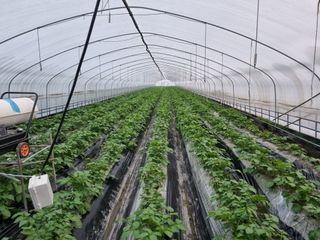 대박인상님의 감자 · 자유게시판 작성글 사진