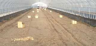 대박인상님의 감자 · 자유게시판 작성글 사진