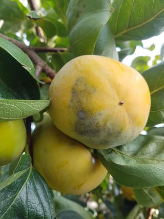 밀양아리랑님의 감 · 병해충상담 작성글 사진