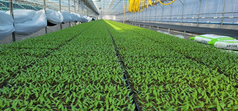 임성준님의 장터 판매 상품 [고추모종(유기농인증)72구 ] 첨부 사진