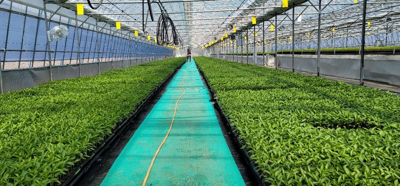 장터 상품 [고추모종(유기농인증)72구 ] 썸네일