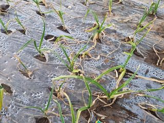 제주민정님의 마늘 · 병해충상담 작성글 사진