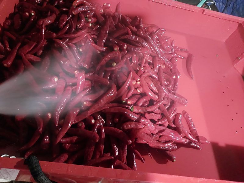 정동욱님의 장터 판매 상품 [고춧가루 한근600g] 첨부 사진