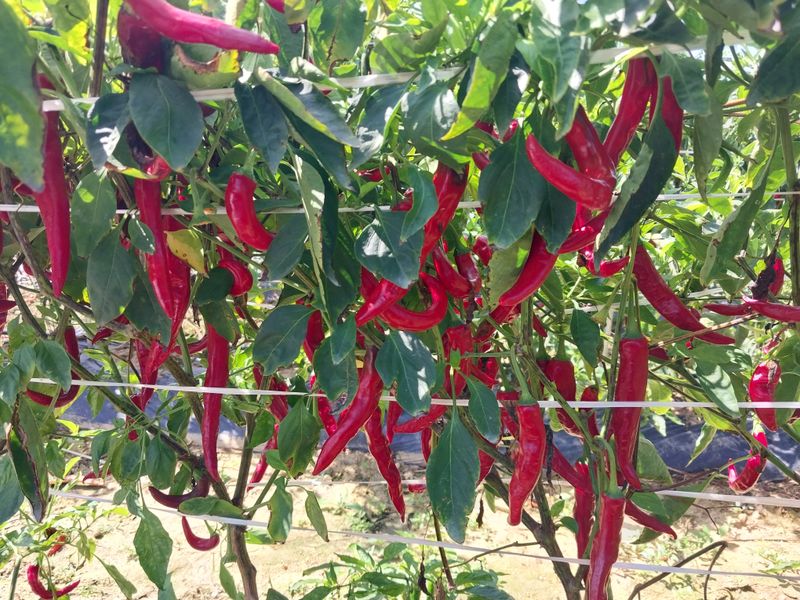 정동욱님의 장터 판매 상품 [고춧가루 한근600g] 첨부 사진