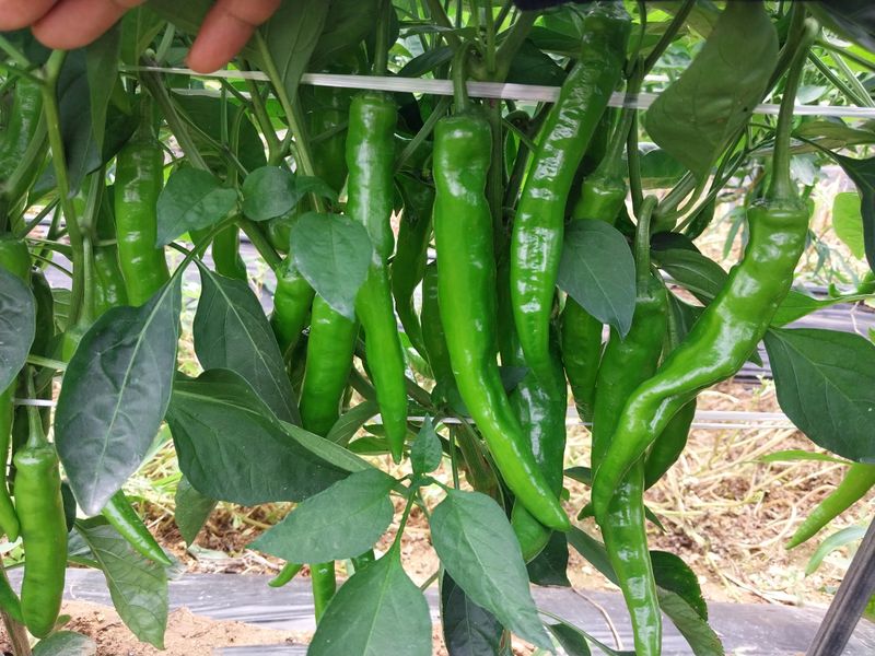 정동욱님의 장터 판매 상품 [고춧가루 한근600g] 첨부 사진