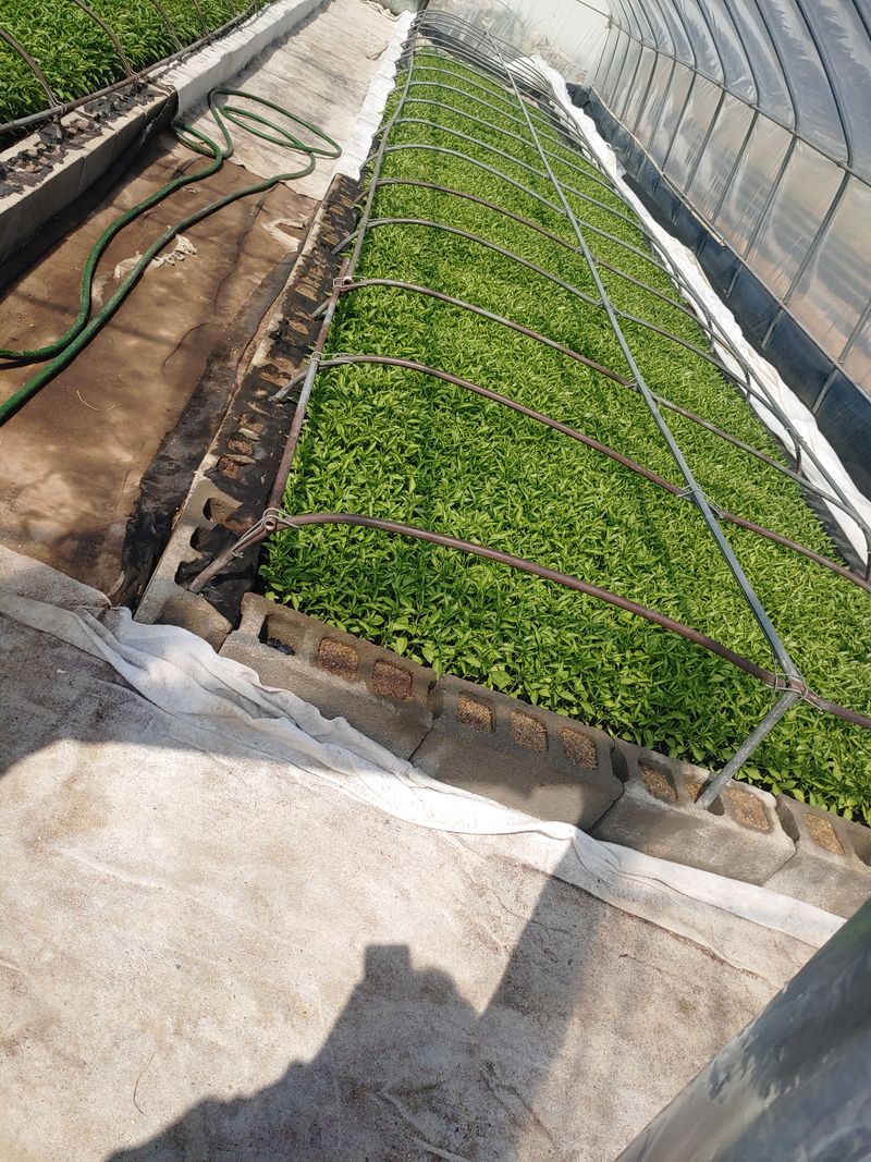 정동욱님의 장터 판매 상품 [고춧가루 한근600g] 첨부 사진