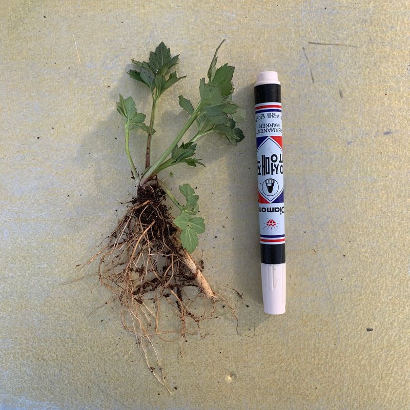 이기자원예종묘님의 장터 판매 상품 [홑꽃 삼잎국화(키다리나물) 종근 5개] 첨부 사진