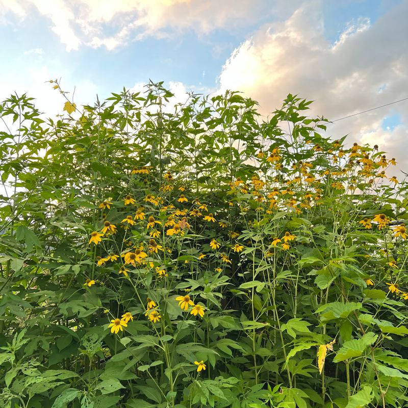 이기자원예종묘님의 장터 판매 상품 [홑꽃 삼잎국화(키다리나물) 종근 5개] 첨부 사진