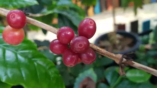 화성커피식물원님의 기타작물 · 자유게시판 작성글 사진