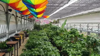 화성커피식물원님의 기타작물 · 자유게시판 작성글 사진