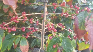 화성커피식물원님의 기타작물 · 자유게시판 작성글 사진