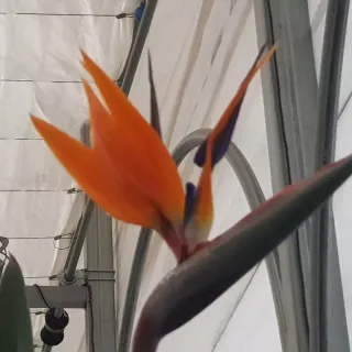 화성커피식물원님의 기타작물 · 자유게시판 작성글 사진