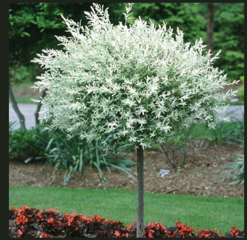 장터 상품 [화이트 쎌릭스,플라밍 쎌릭스 ~~~♡♡♡] 썸네일