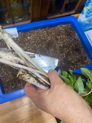 와탕카시대님의 두릅 · 수확 작성글 사진