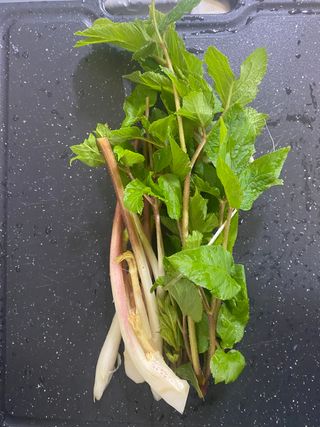 와탕카시대님의 두릅 · 수확 작성글 사진