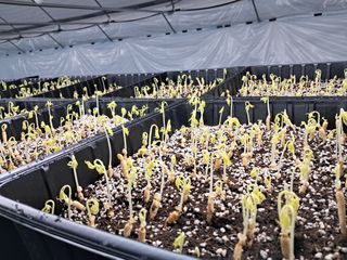 박홍수 님의 기타작물 · 자유게시판 작성글 사진