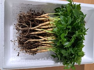 박홍수 님의 기타작물 · 자유게시판 작성글 사진