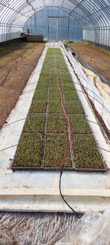 팜모닝 고추·파종•정식 게시글 이미지