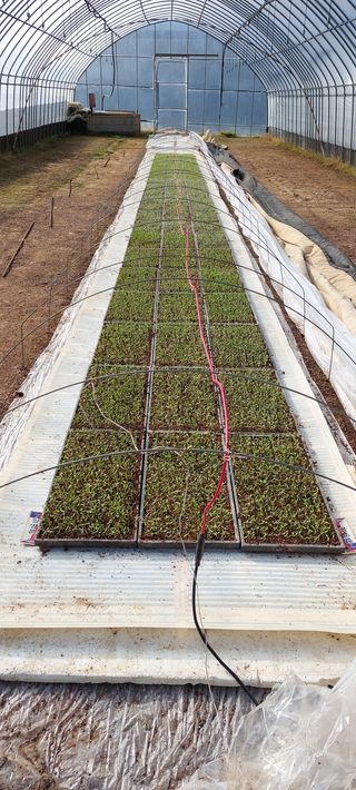 조성여님의 고추 · 파종•정식 작성글 사진