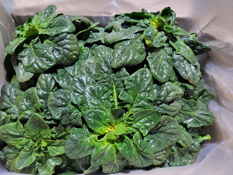 도초이삭님의 장터 판매 상품 [섬시금치  10kg ] 첨부 사진