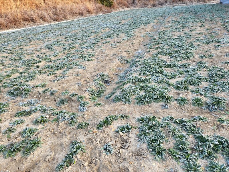 도초이삭님의 장터 판매 상품 [섬시금치  10kg ] 첨부 사진