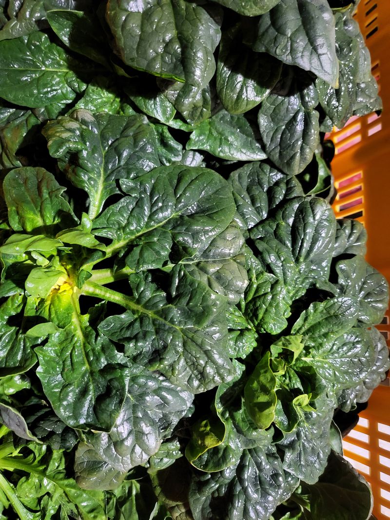 도초이삭님의 장터 판매 상품 [섬시금치  10kg ] 첨부 사진