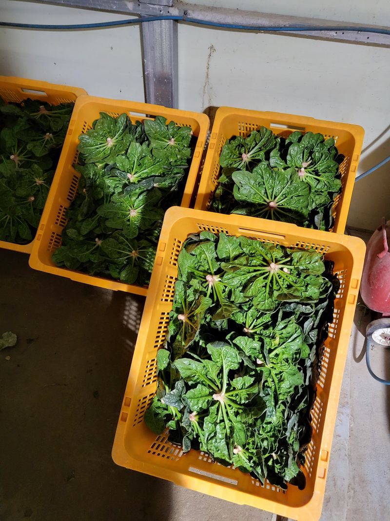 장터 상품 [섬시금치  10kg ] 썸네일