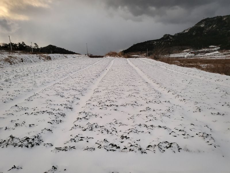 도초이삭님의 장터 판매 상품 [섬시금치  10kg ] 첨부 사진