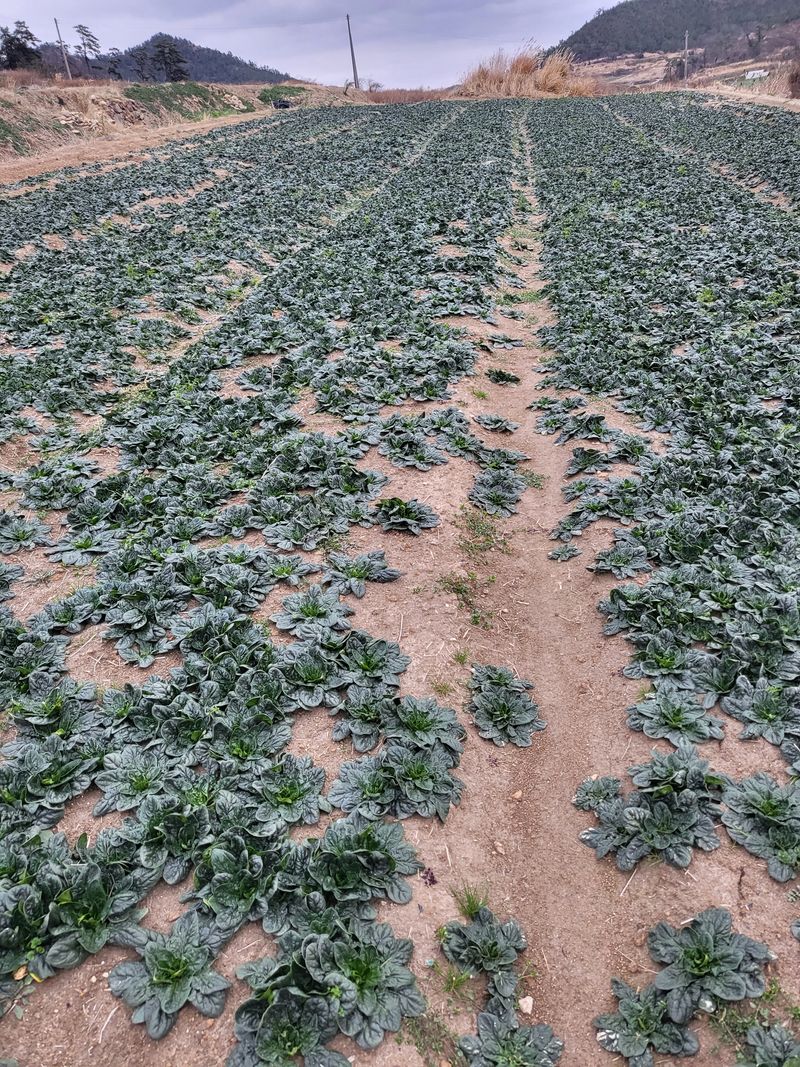 도초이삭님의 장터 판매 상품 [섬시금치  10kg ] 첨부 사진