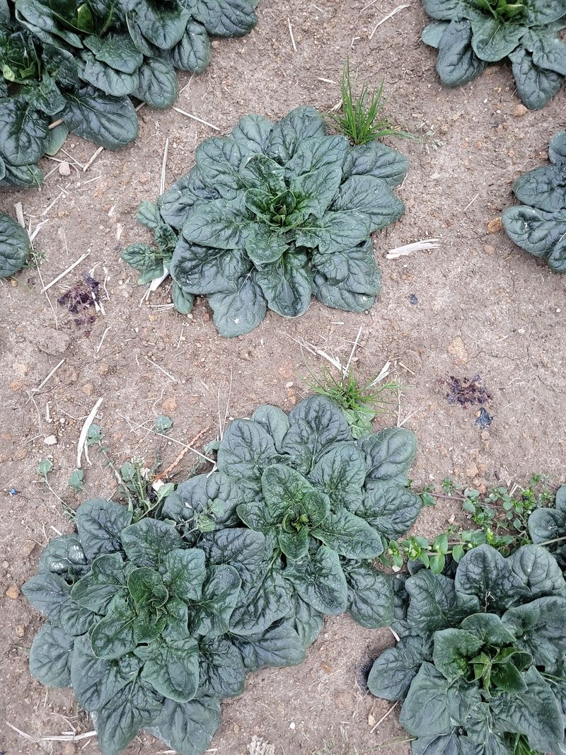 도초이삭님의 장터 판매 상품 [섬시금치  10kg ] 첨부 사진