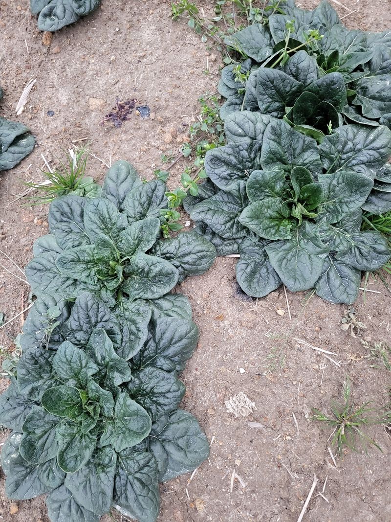 도초이삭님의 장터 판매 상품 [섬시금치  10kg ] 첨부 사진