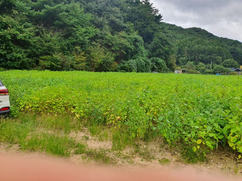 장터 상품 [들깨 10kg] 썸네일