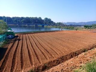 보리수치유농장님의 두릅 · 일상 작성글 사진