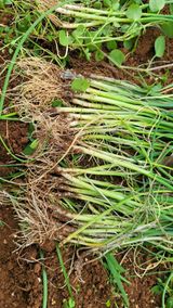 팜모닝 파·병해충상담 게시글 이미지