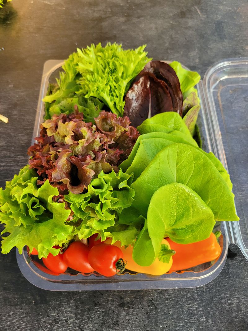 장터 상품 [유럽샐러드상추모듬1팩] 썸네일