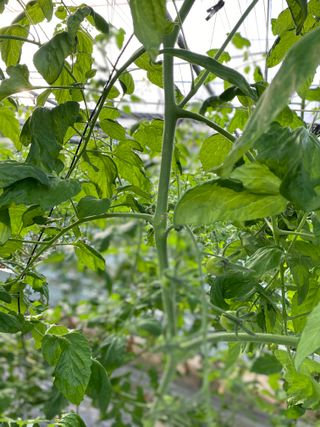 박정현님의 토마토 · 일상 작성글 사진