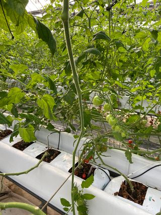 박정현님의 토마토 · 일상 작성글 사진