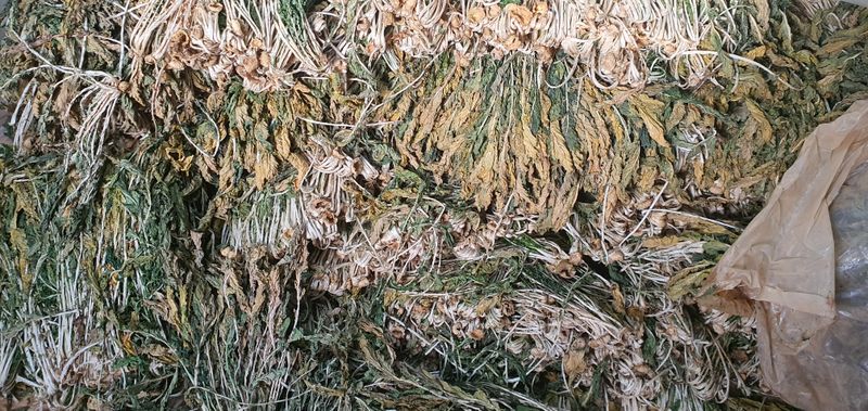 박종태님의 장터 판매 상품 [평창 시래기1KG] 첨부 사진