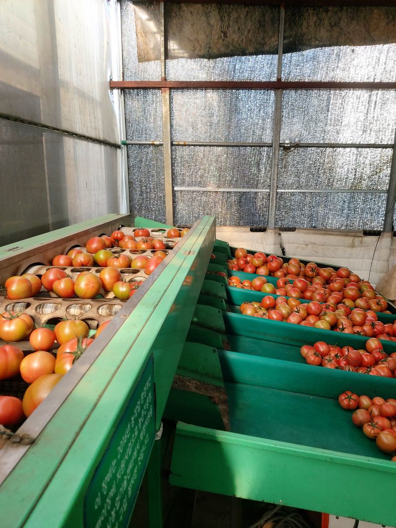 장터 상품 [완숙토마토 ] 썸네일