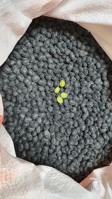 팜모닝 · 게시글 이미지