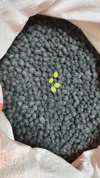 (이랑농장)김재한님의 콩 · 자유게시판 작성글 사진