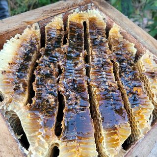 봉선이네봉장 님의 기타작물 · 자유게시판 작성글 사진