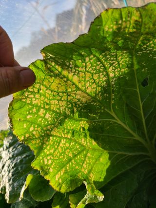 손용재님의 배추 · 병해충상담 작성글 사진